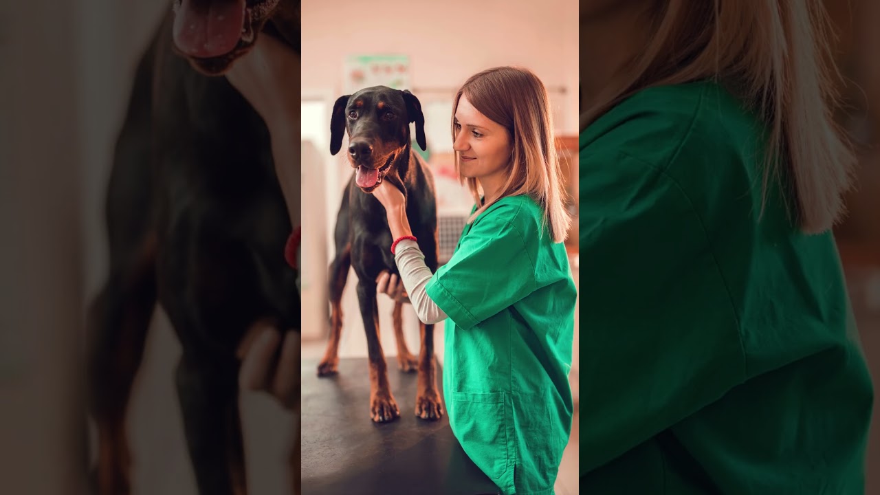 Understanding Dog Sensitive Skin: Causes, Treatment & Mellow Perro's Skin & Coat Chew