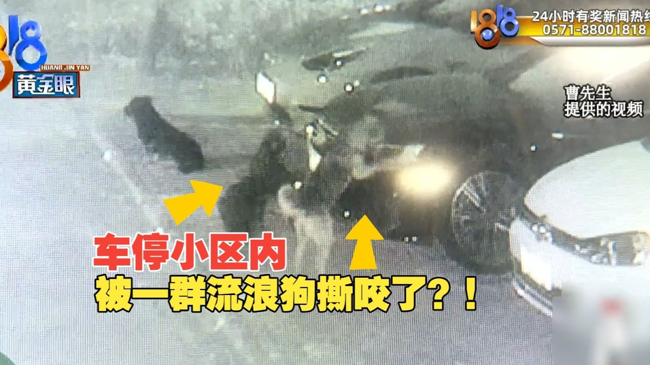【1818黄金眼】大狗小狗一起GO，咬坏汽车，居民受不了！该怎么处理？