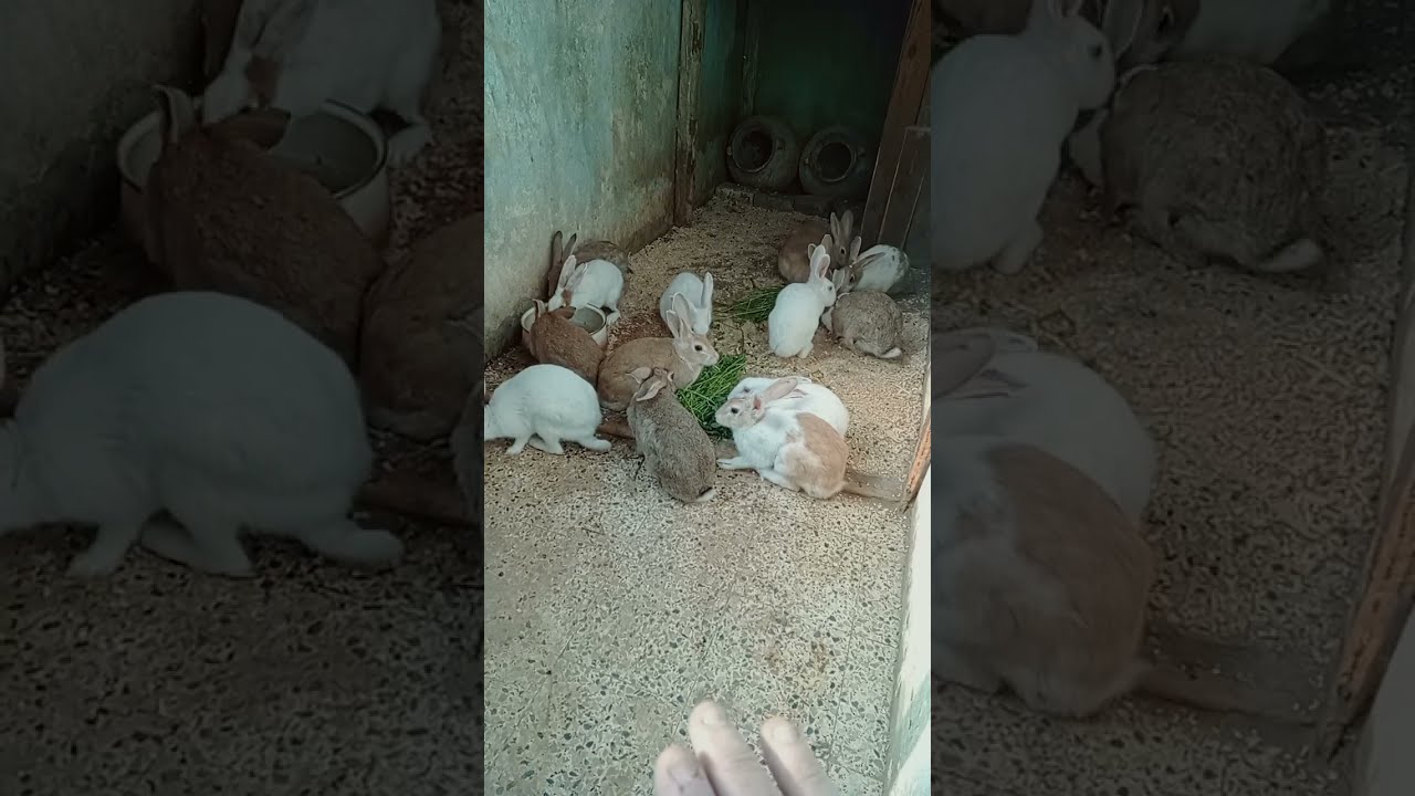 موضوع (الجرررررب) عند الارانب$🤔🐰🐰تربيه ارضى🌿