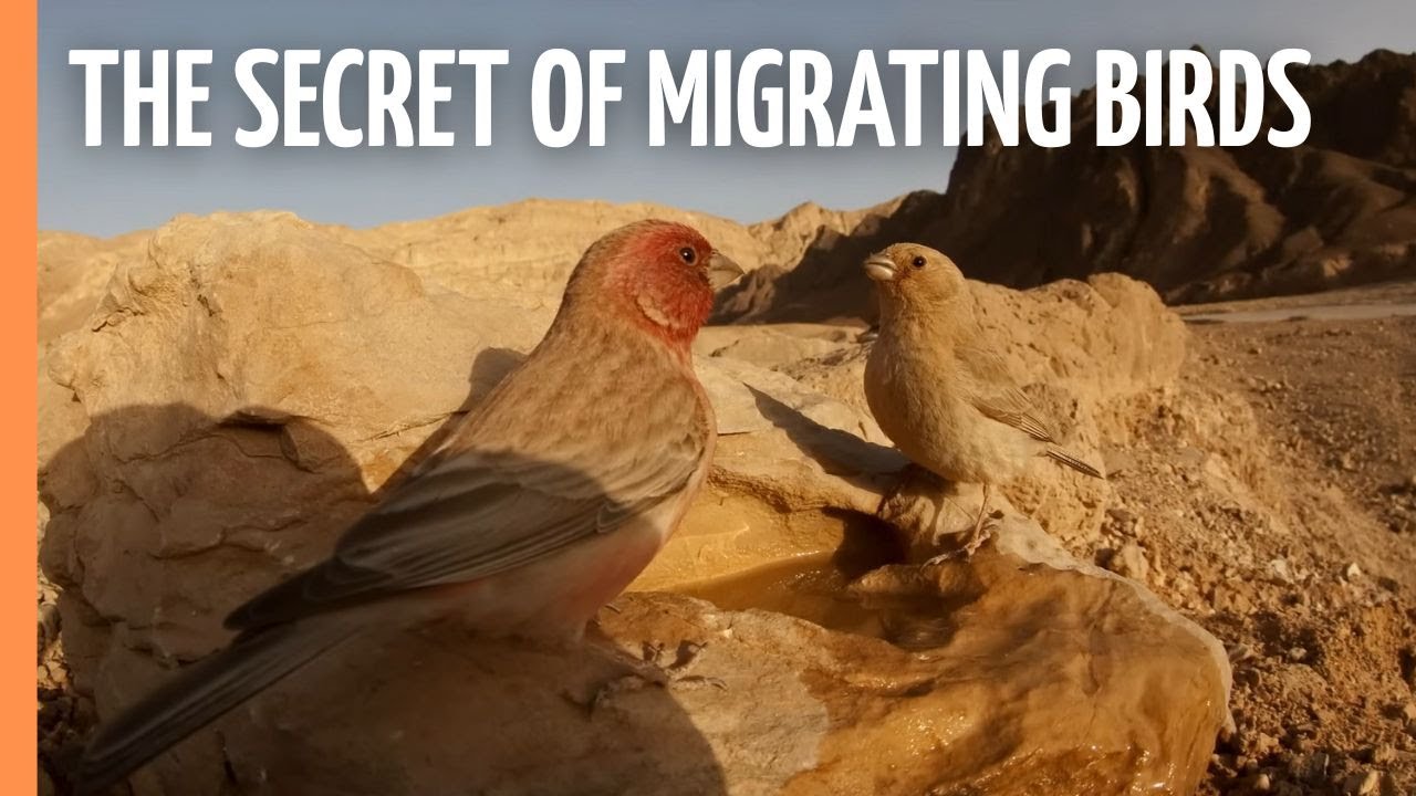 The Secret of Migrating Birds | Full Documentary
