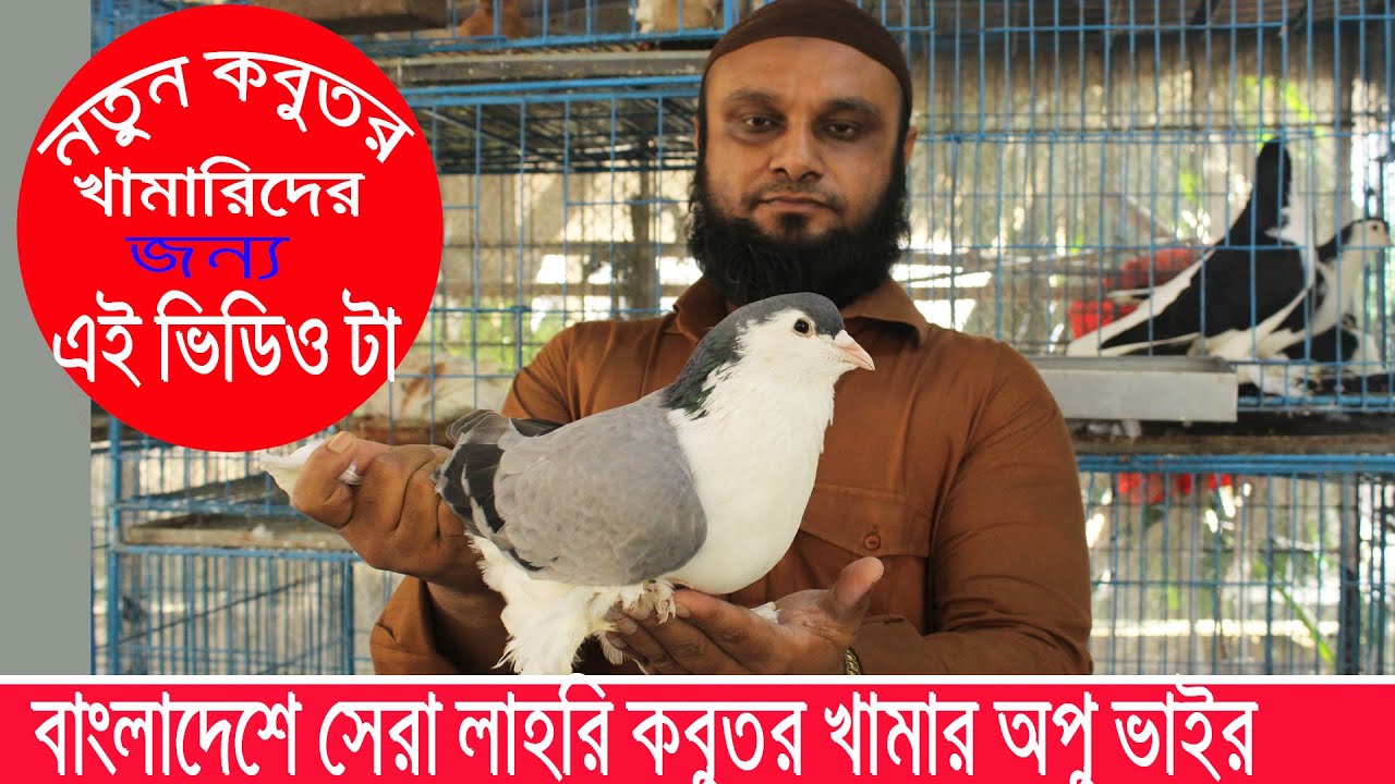 অরজিনাল লাহরি কবুতর চিনুন - লাহোরি কবুতরের অজানা সকল তথ্য জানতে সম্পূর্ণ ভিডিও টি দেখুন
