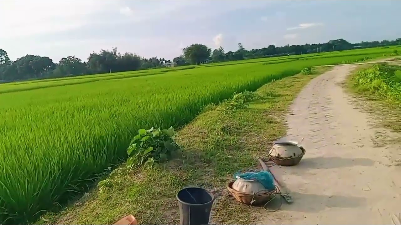 Bangladeshi village scenery। bangladesh rural village life @Gramvideo.