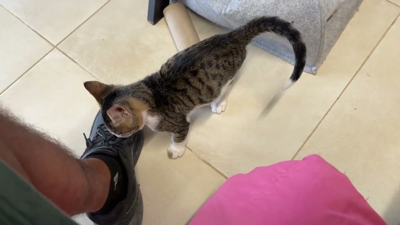 Update on the Blind Kitten: We finally Named him!  - Takis Shelter