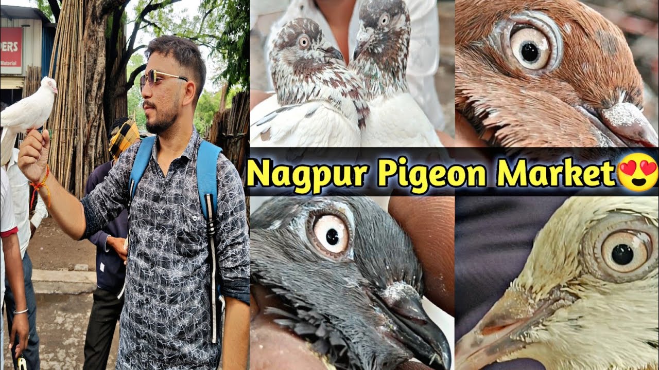 Nagpur Pigeon Market😍 | Aniruddha Alone