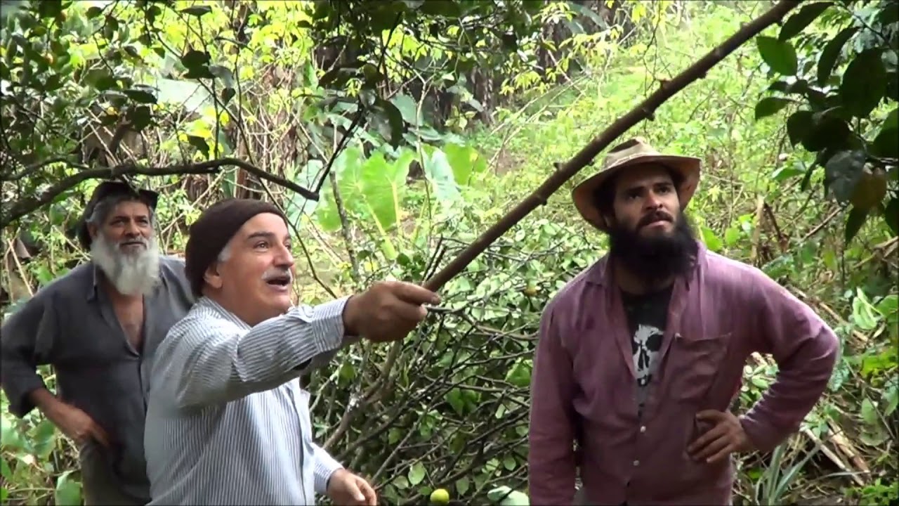 617 ) – 3° PARTE DA PODA DA LARANJEIRA EM EMBU GUACU – SP SP     86a