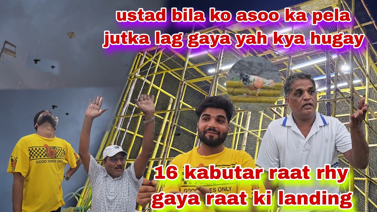 Ustad bila ko asooj ka Bara jutka lag gaya 16 kabutar raat rhy gaya raat ki landing 😯