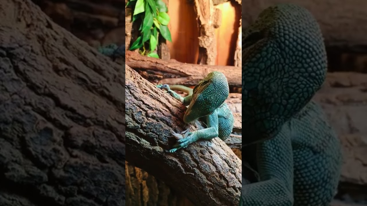 BABY GREEN TREE MONITOR  FEEDING ON SOME CRICKETS. #monitorlizard #varanus