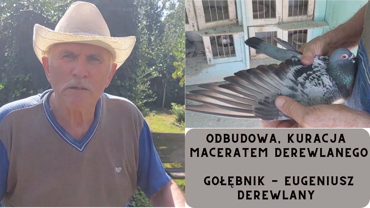 Gołębie pocztowe | Macerat Derewlanego| praca hodowlana | odbudowa posezonowa | Macerat dla gołębi |
