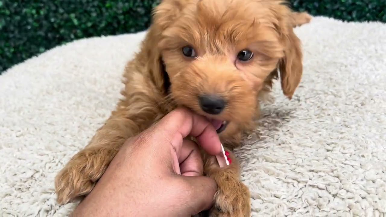 Thomas F1B mini Goldendoodle 