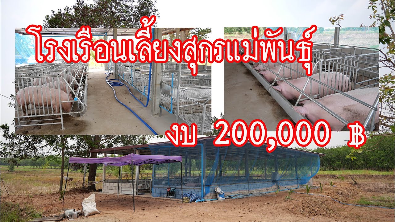 โรงเรือนเลี้ยงสุกรแม่พันธุ์ ✅ งบก่อสร้าง 2 แสนบาท💰 [ณรินดาฟาร์ม]