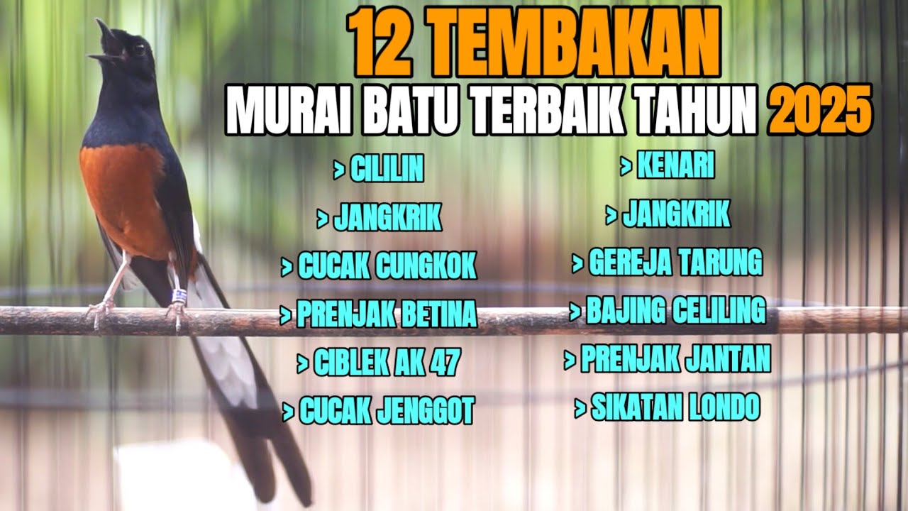 SUARA MURAI BATU AMPUH BUAT MASTERAN AGAR BONGKAR ISIAN