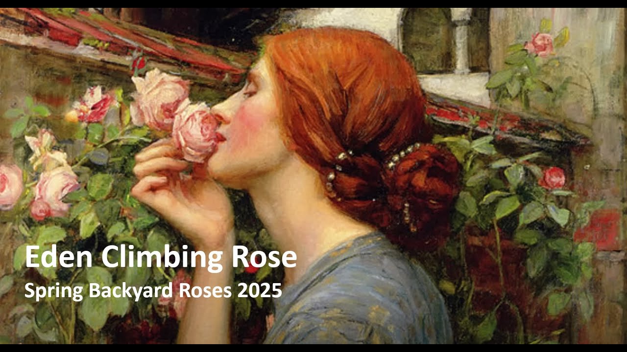 Eden Climbing Rose
