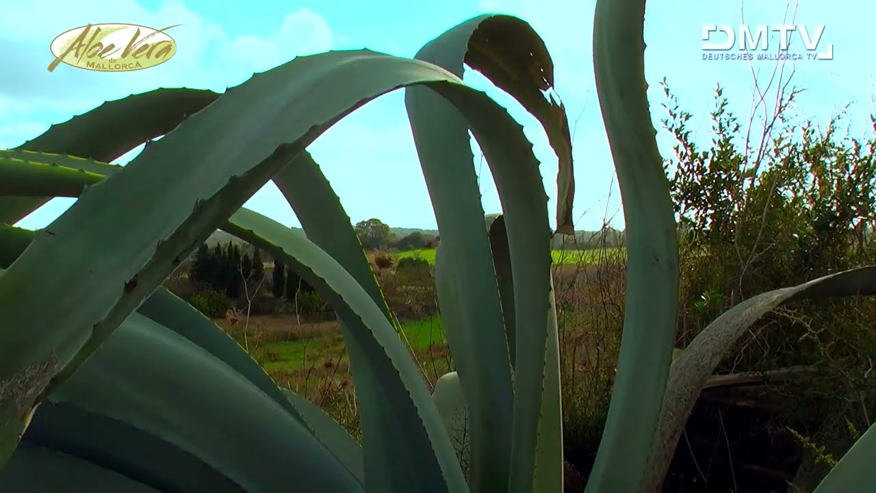 The Aloe Vera Farm Mallorca - Farm and Production
