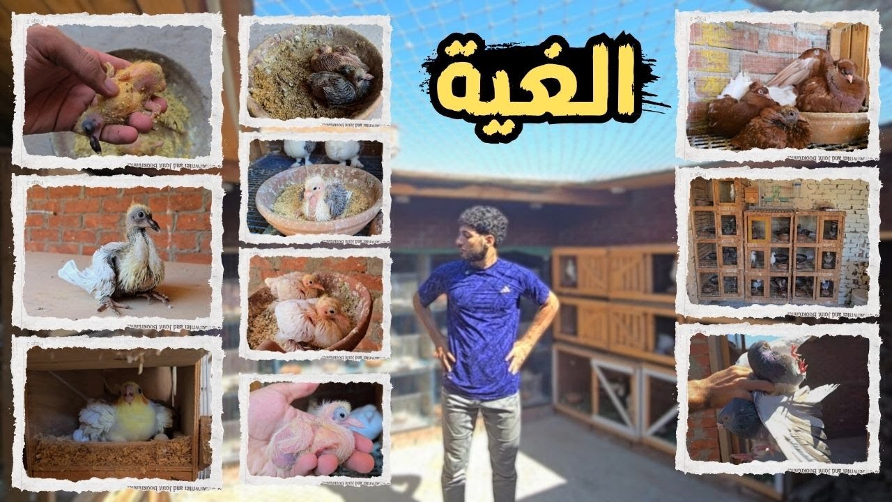 مفيش أجمل من غية الحمام 😃  