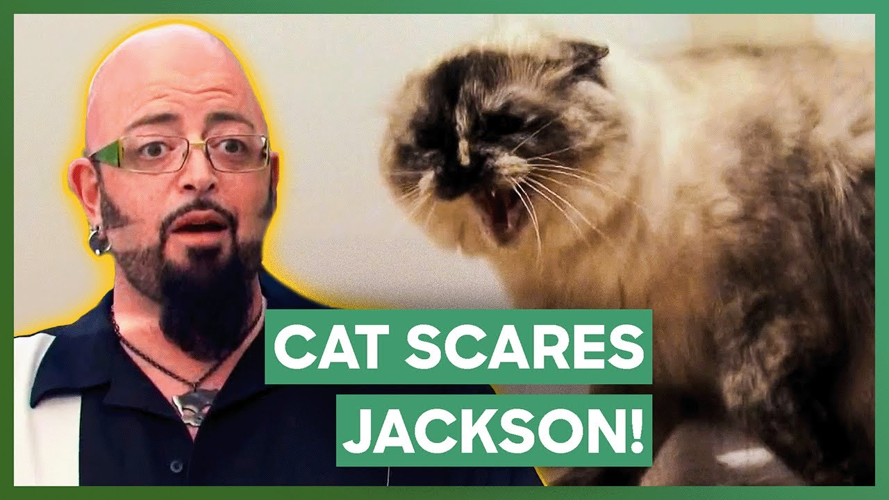 Jackson Galaxy SCARED Of Ferocious Cat | My Cat From Hell