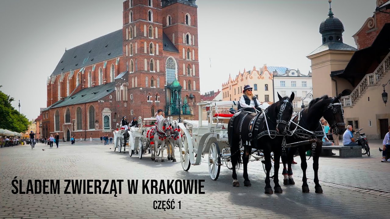 Szlakiem zwierząt Krakowa