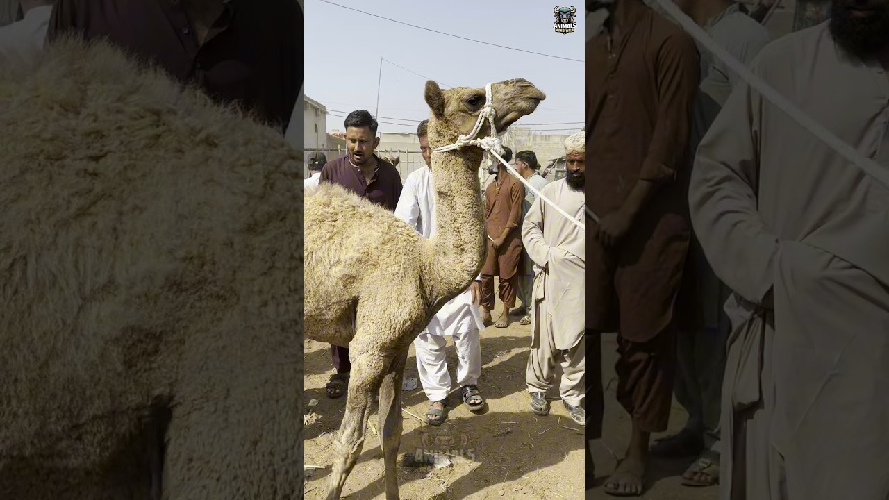 World&rsquo;s Most Beautiful Camels 😍 | Rare & Majestic Camel Breeds