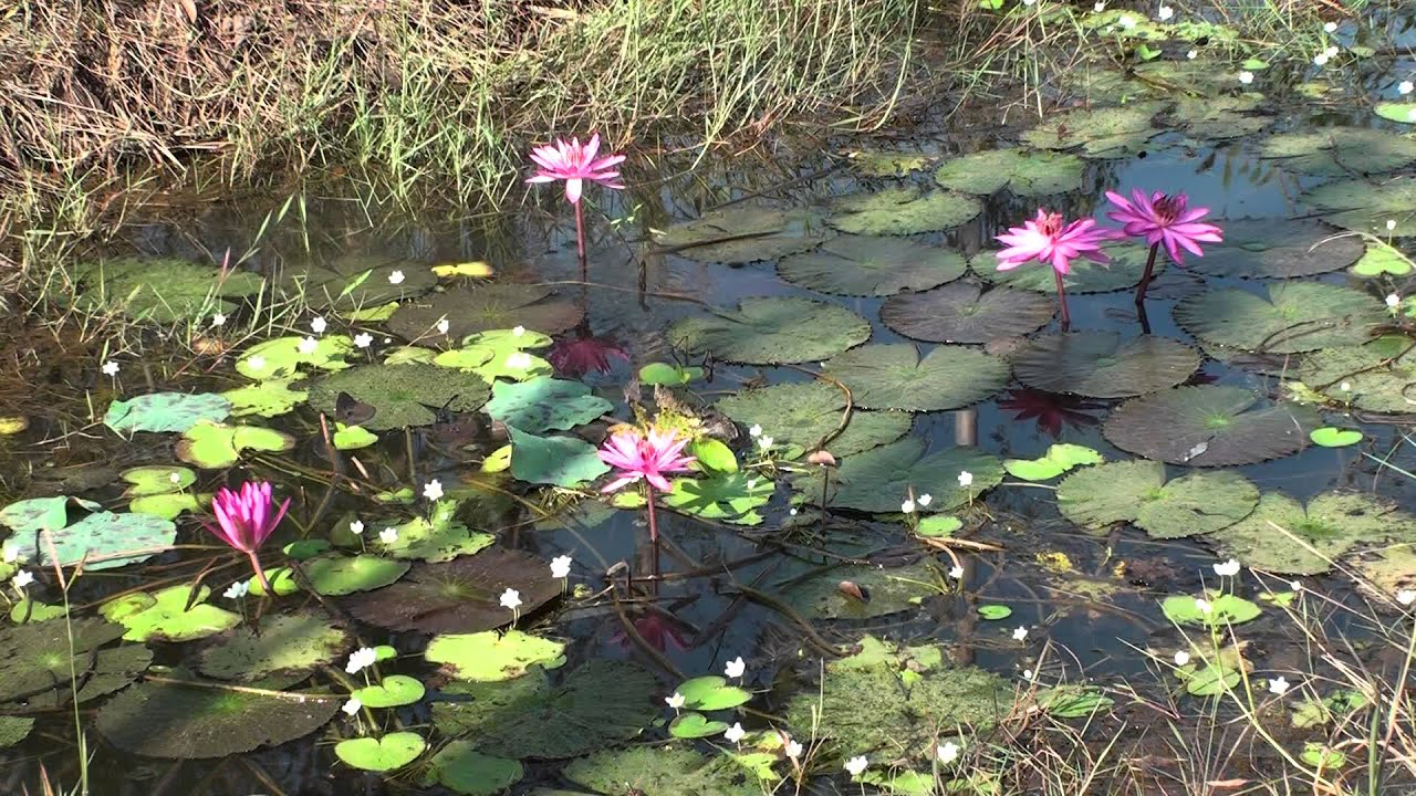 &hearts; Lilypond HD 3 hours Screensaver peaceful , relaxing, music sound Video Art. | art411var&trade;