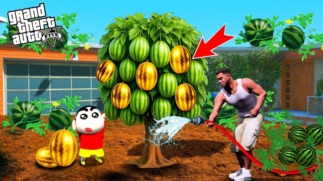 Franklin and Shinchan Grow Big Watermelons Outside Their House in GTA 5