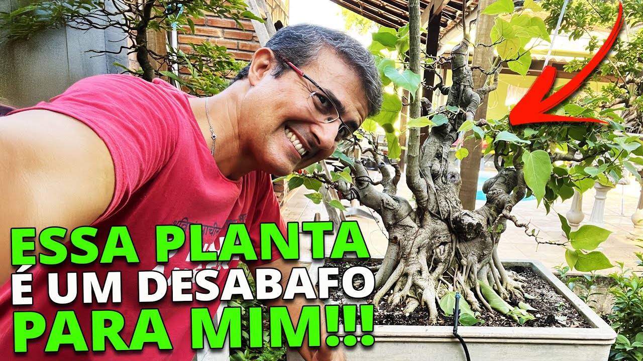 Esse Bonsai é um Desabafo e um Sonho Realizado pra mim!