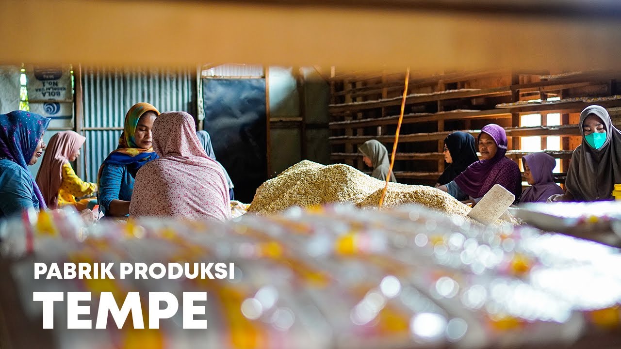 Lebih 1 TON Kedelai Sehari, Proses PEMBUATAN TEMPE Langsung Dari PRODUSEN | Pabrik Soybean Part 2