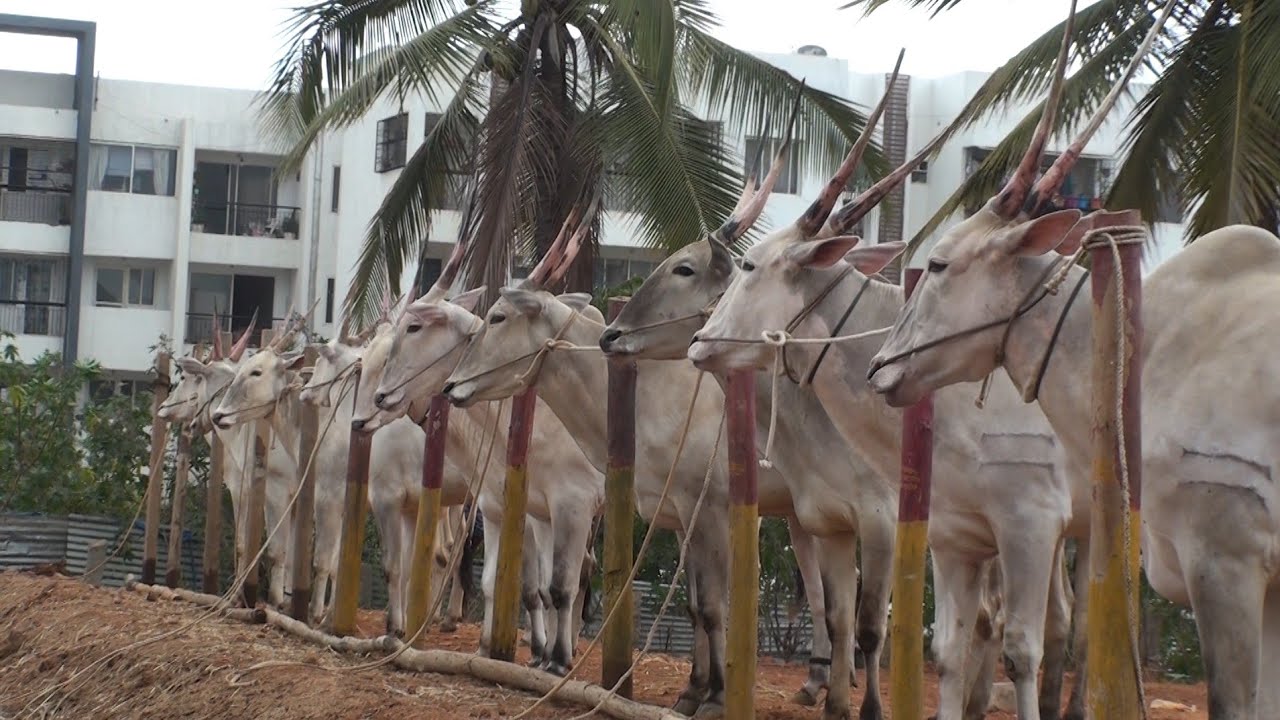Varthur santhosh preparing hallikar cattle for cattle fair