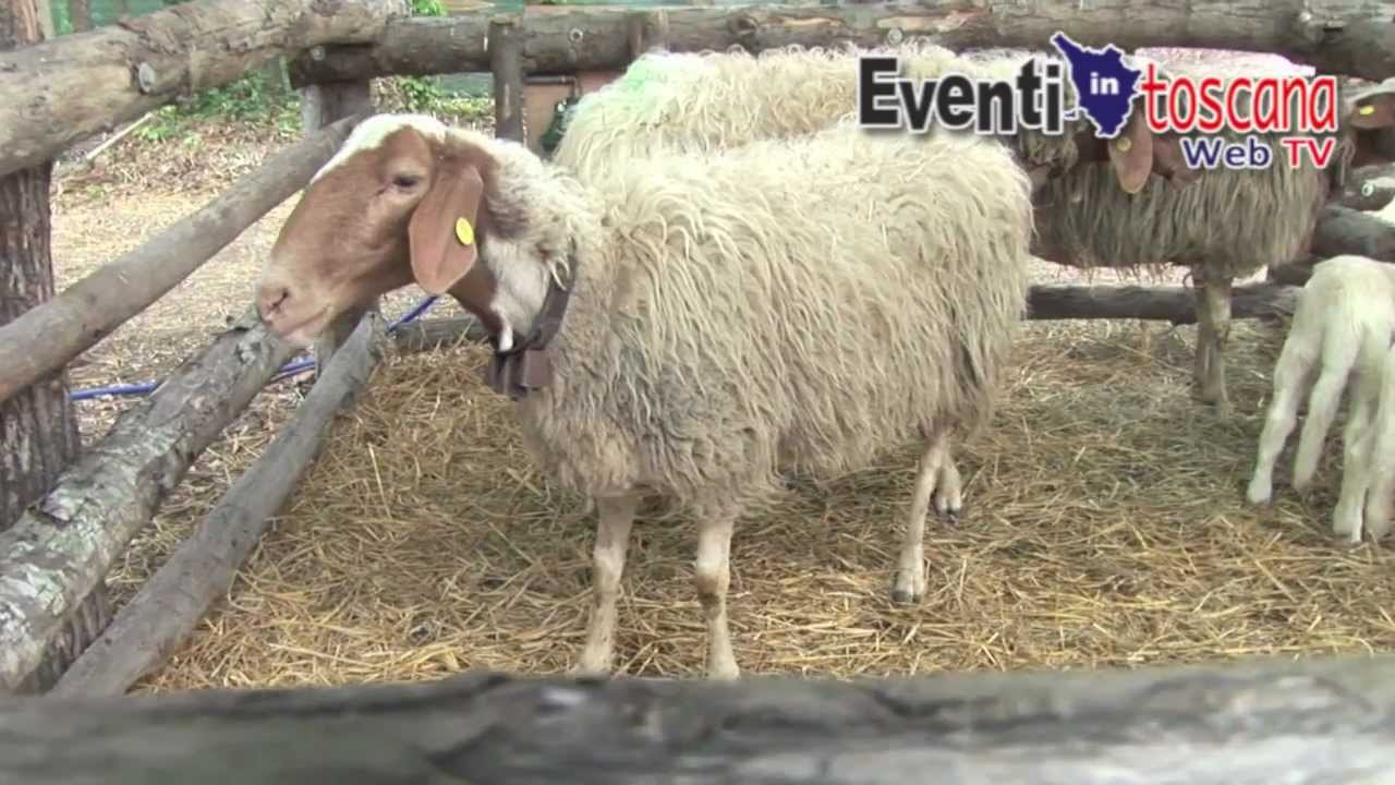 104° edizione di Agrifiera 2012 -- Una Fiera per l'agricoltura a Pontasserchio (Pisa)