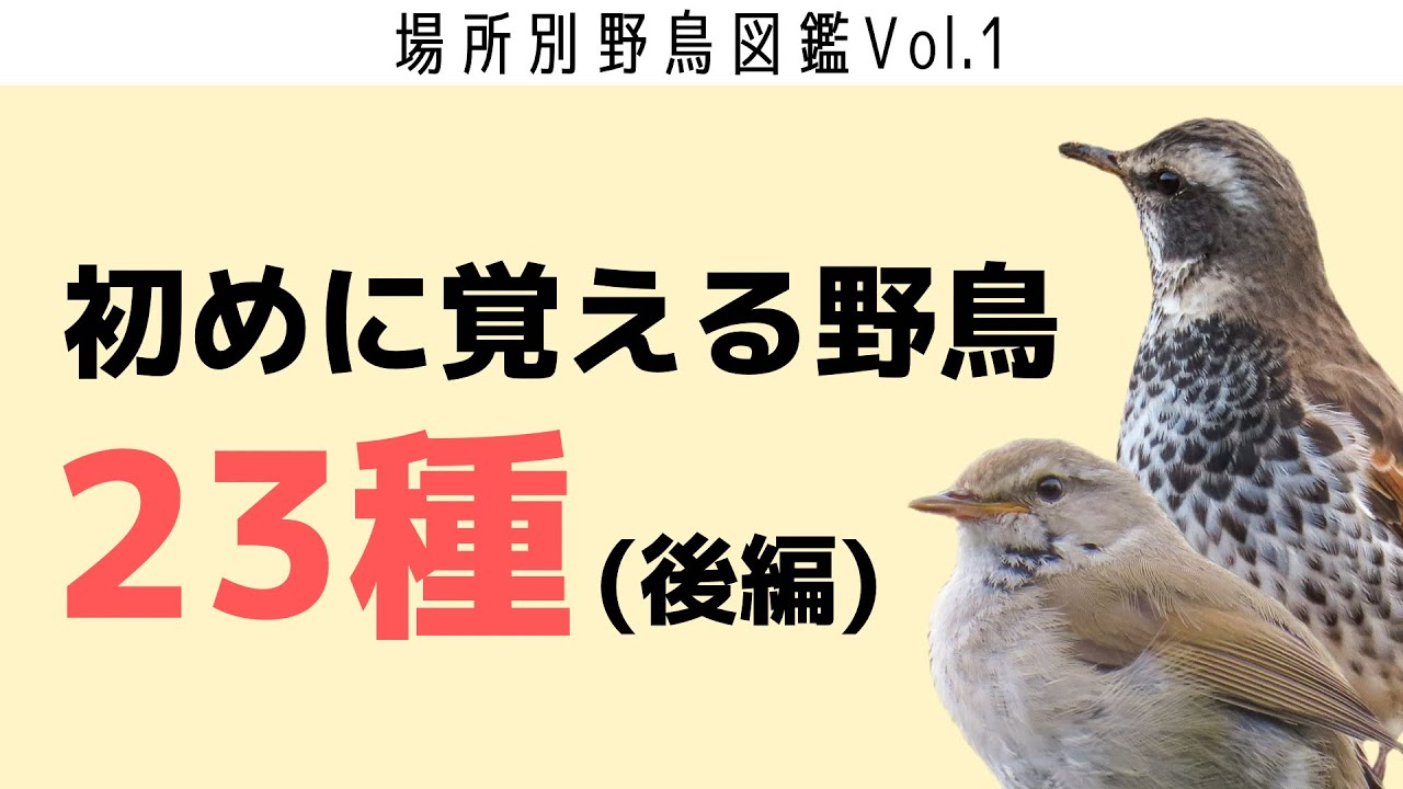 初めに覚える身近な野鳥23種《後編》【場所別野鳥図鑑Vol.1】
