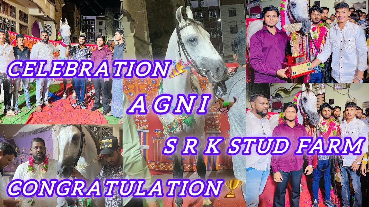 The royalty Bengaluru Horse show || Agni🐎|| win 🏆 || congratulation ❤️ S R K stud farm Hyderabad ￼￼￼