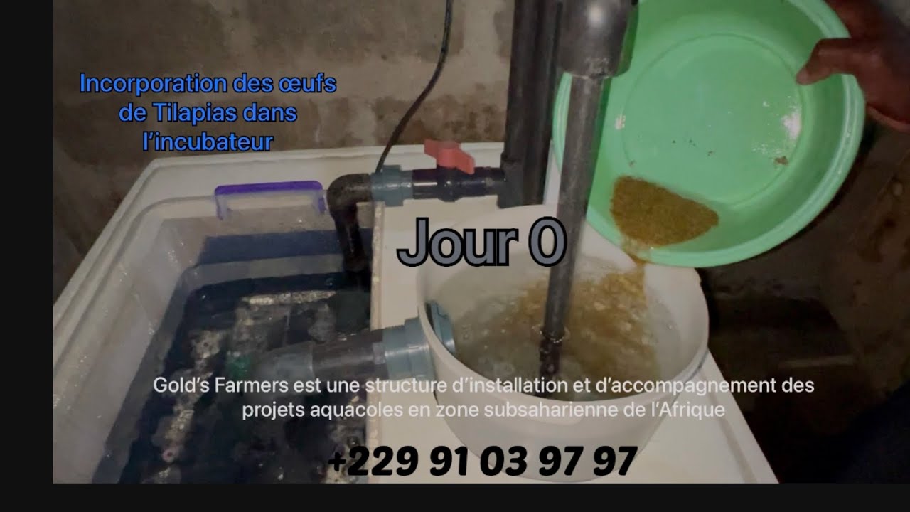 Incubateur professionnel (Tilapias)
