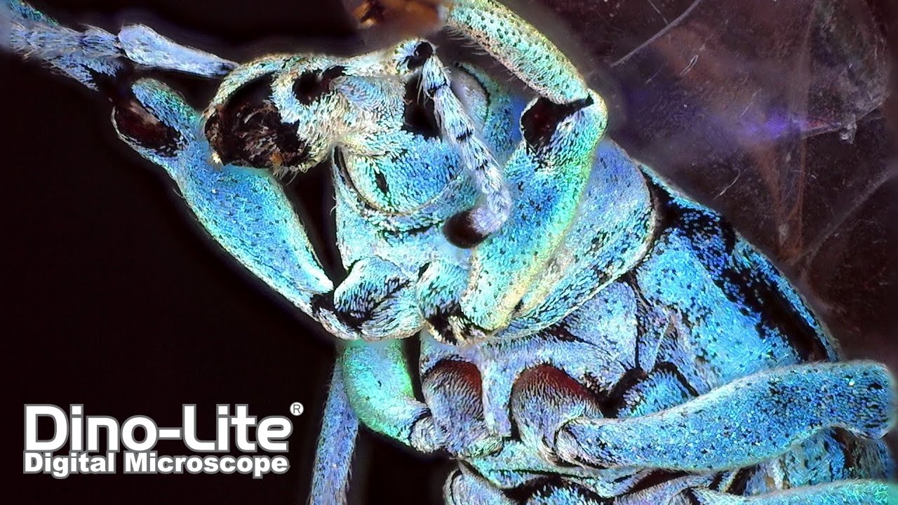 Most Practical Digital Microscope: Dino-Lite