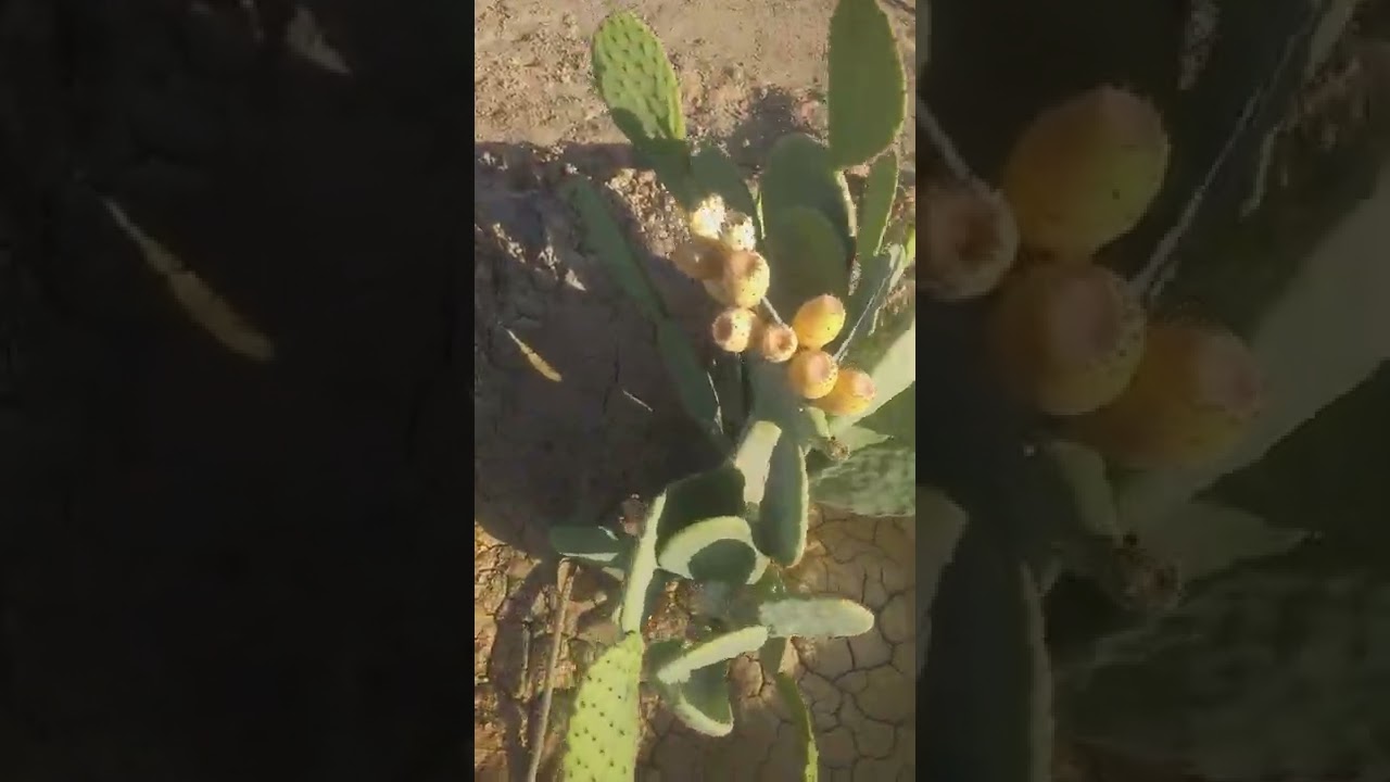 زراعه التين الشوكي وانتاجيه البشاير من أرض الفرافرة ( الوادي الجديد)