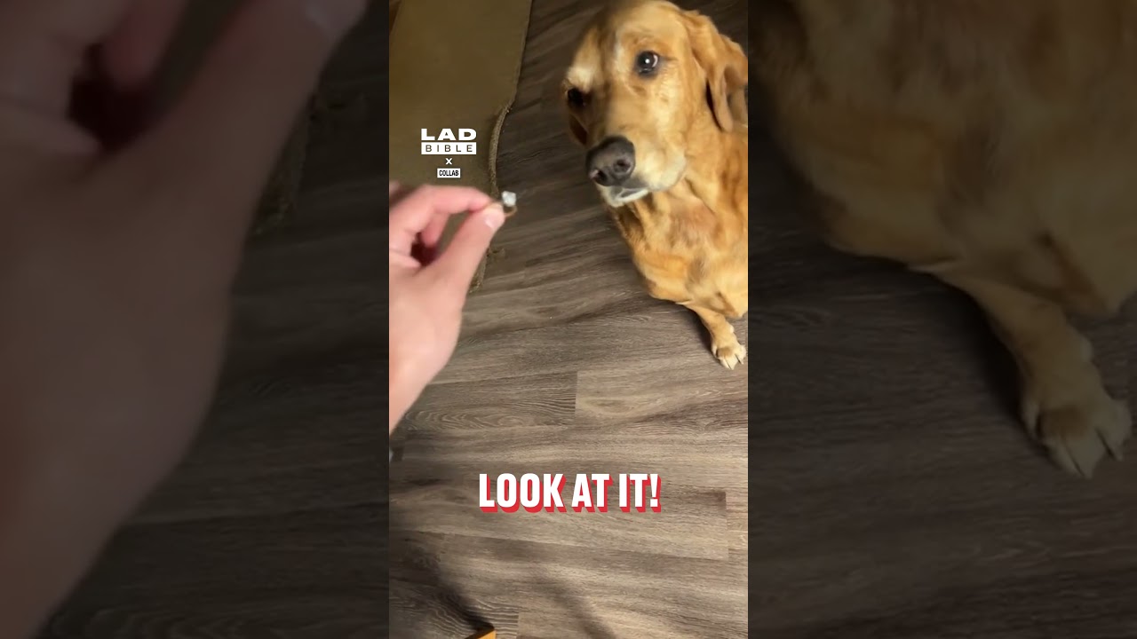 Dog wants to wear engagement ring 🤣 (🎥: Collab)