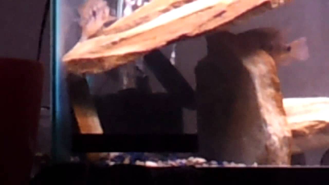 Chucky eating a giant danio