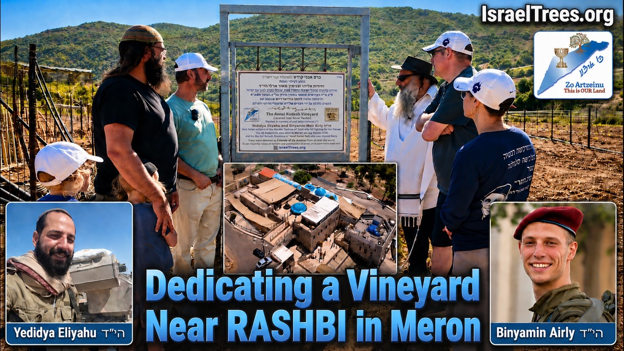 Dedicating a Vineyard in the North Near Kever RASHBI in Meron