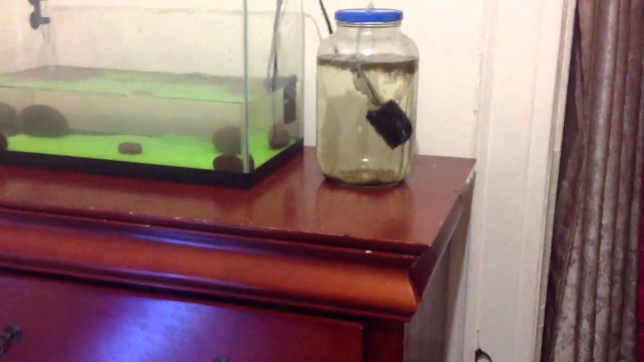 Culturing Black worms ( breeding/housing black worms long term)