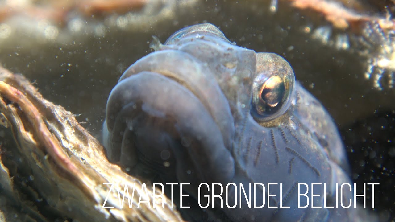 Zwarte grondel