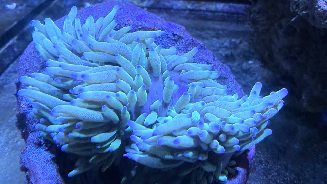 我家的新寵，小丑魚的新窩，還有那三角吊，與黃金吊一般模樣，可價錢卻是便宜不少！大帆簡直勞模一個，勤勤懇懇地吃藻。藍魔BB魚小得被人忽略。