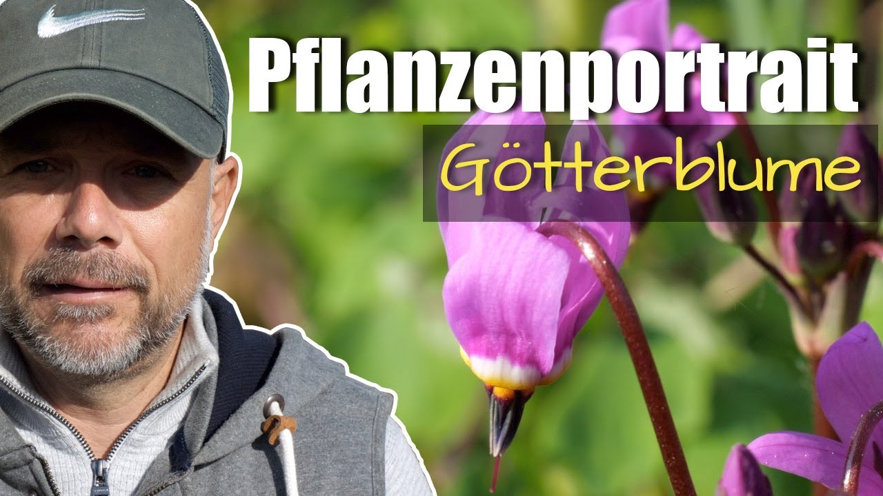 Pflanzenportrait - Götterblume