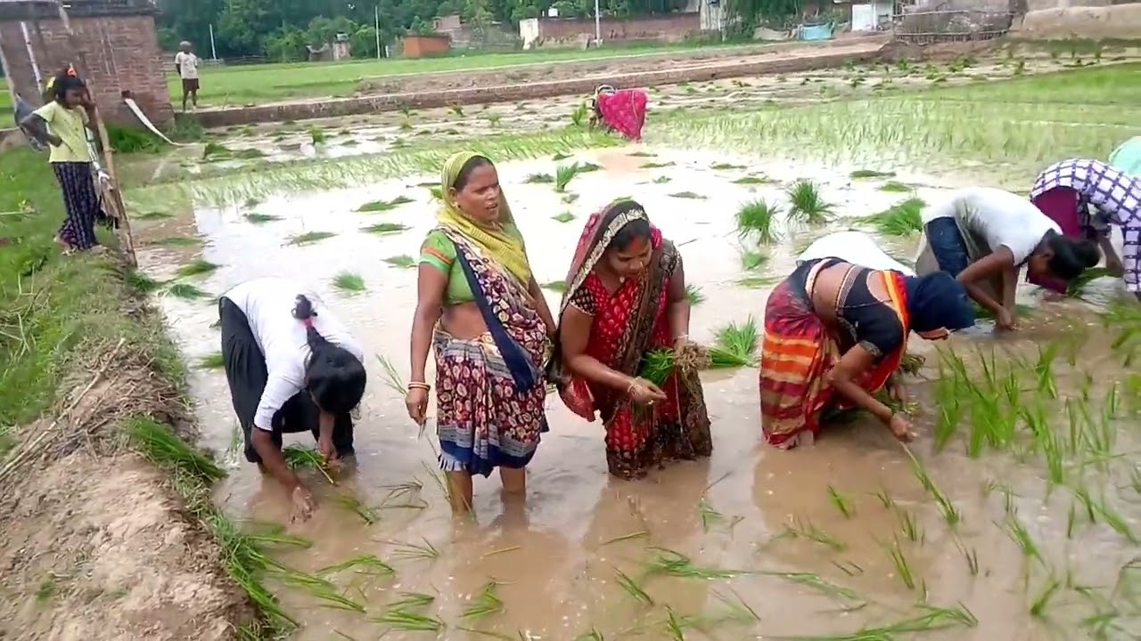 धान लगाते समय का गीत🌾🦗dhan ropai geet🌾🦜हमरे बिरन भैया लागैं हरवहवा👳धना बहिनी मांगैं टूका भर रोटिया 🙏