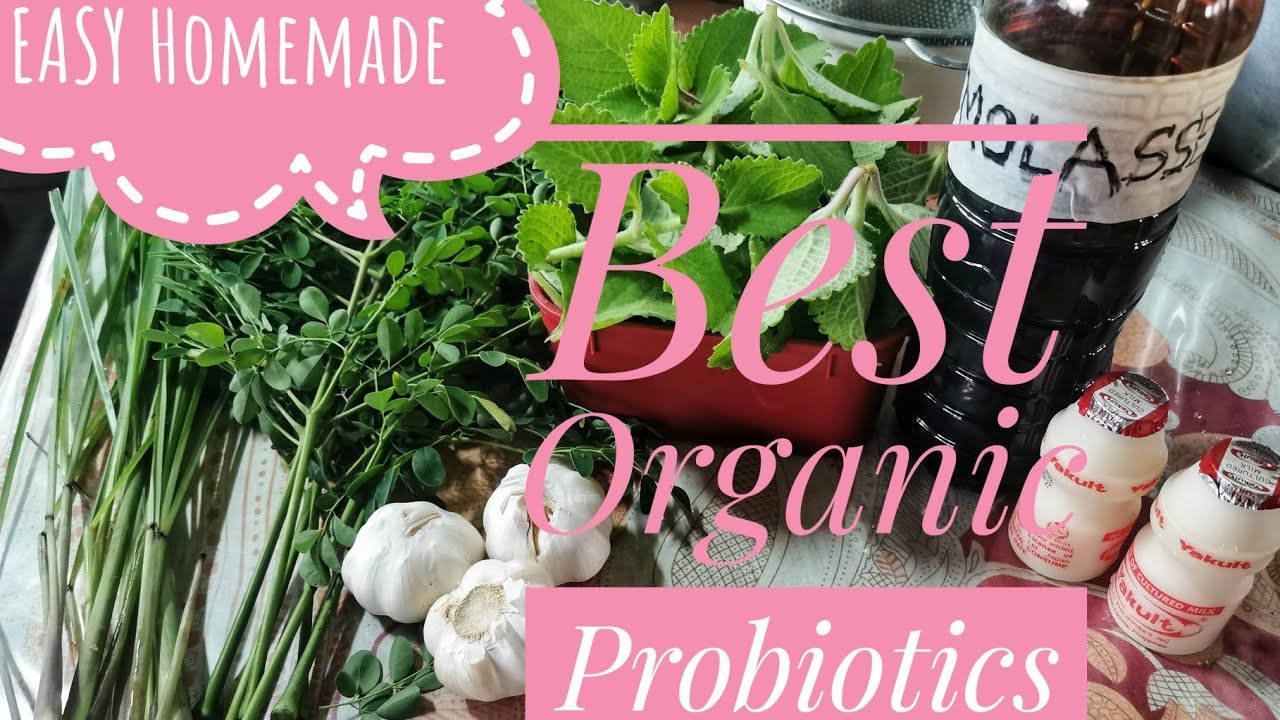 How to Make Probiotics for Livestock (Easy yet Quality)