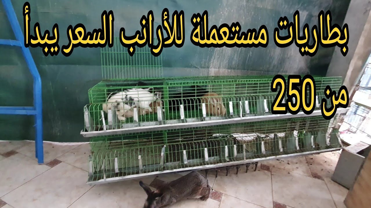 بطاريات مستعملة للأرانب والحمام والفراخ السعر يبدأ من 250 ج ويوجد أرانب أيضا .🔥🔥