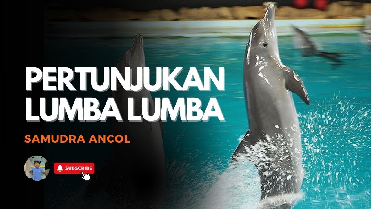 Serunya Pertunjukan Lumba Lumba di Samudra Ancol Terbaru - Hanan Ataula