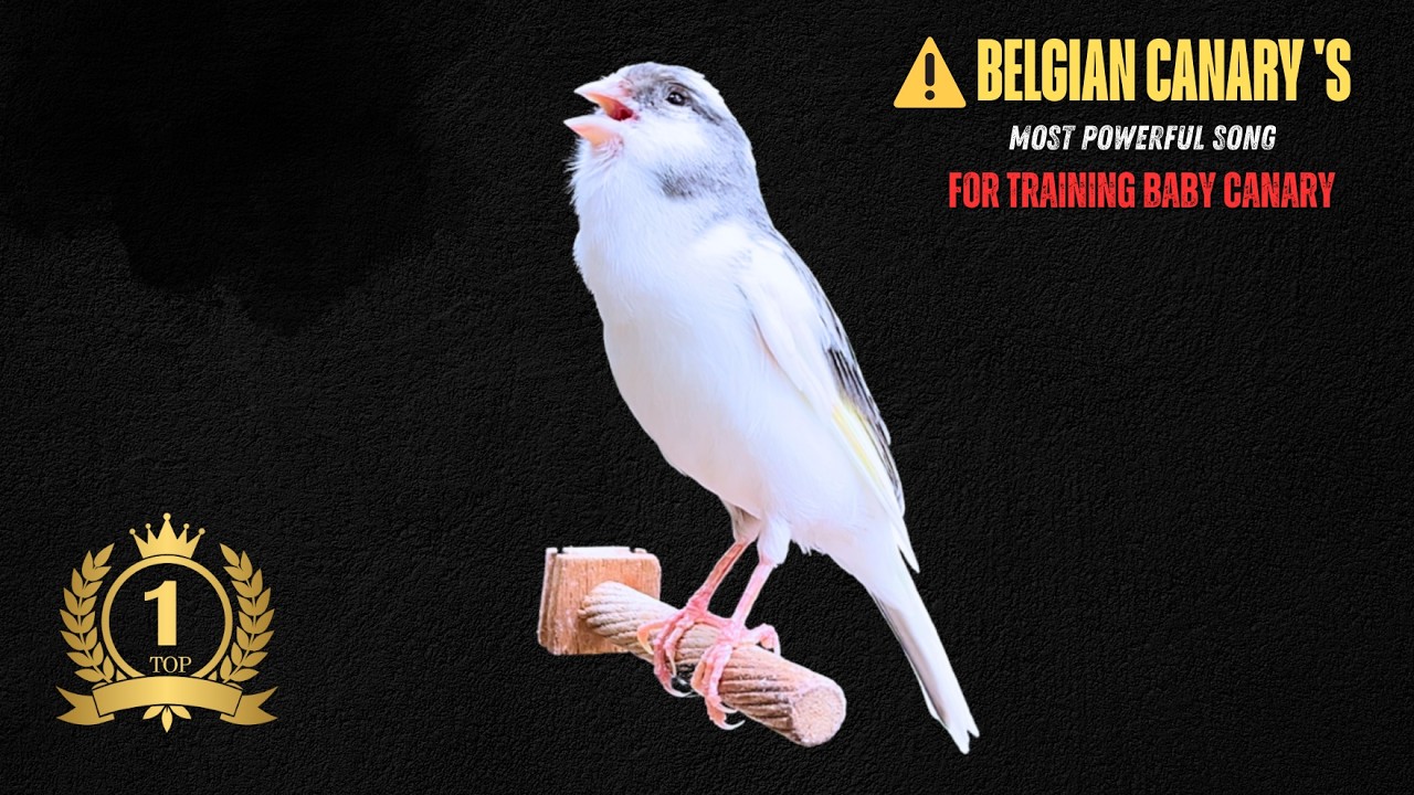 BELGIAN CANARY 'S Most POWERFUL Song for TRAINING Baby Canary ❗❗