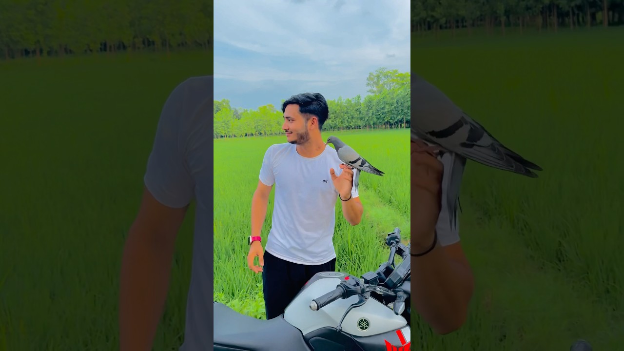 New pigeon Hand training 🕊️ #pigeontraining #bird #pigeon #youtubeshorts
