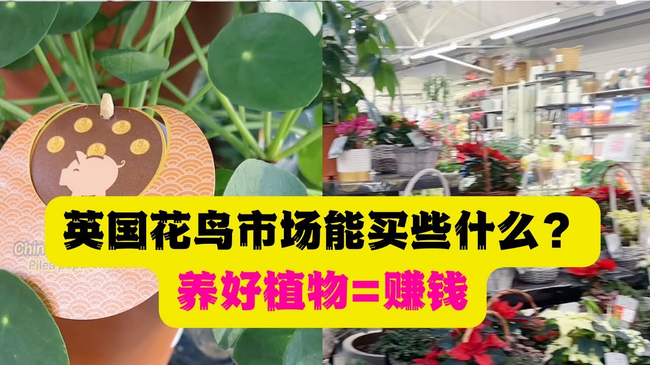 英国小镇的花鸟市场正逢圣诞节期间，整一个年货节【英国生活】