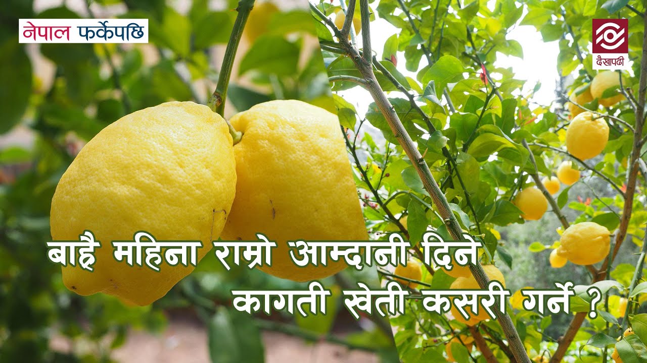 बाह्रै महिना राम्रो आम्दानी दिने कागती खेती कसरी गर्ने ? Lemon Farming Nepal Farkeypachi Episode 10