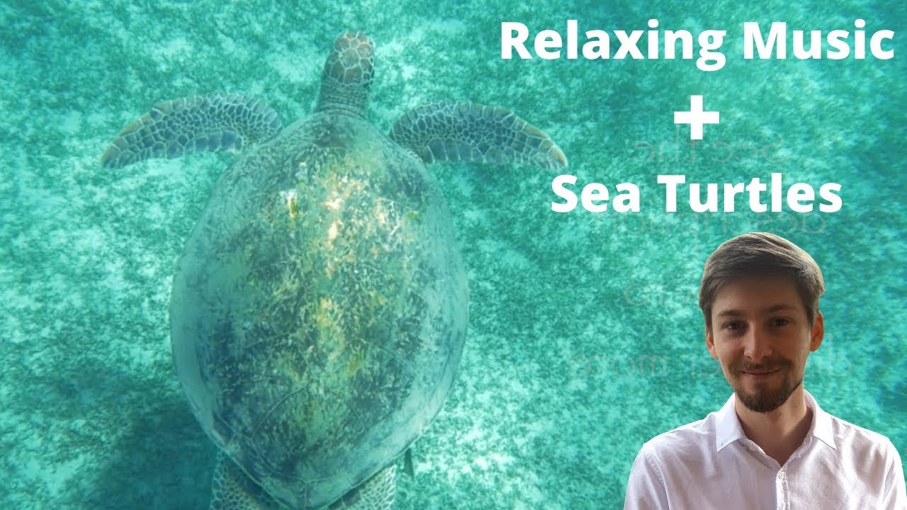 Ocean Drum Sleep Meditation Music | Underwater Sea Turtles In Slow Motion