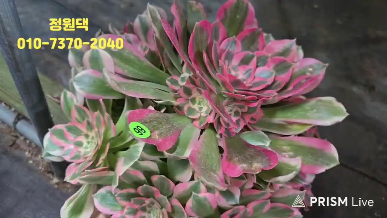 속초 정원다육 정원댁010.7370.2040