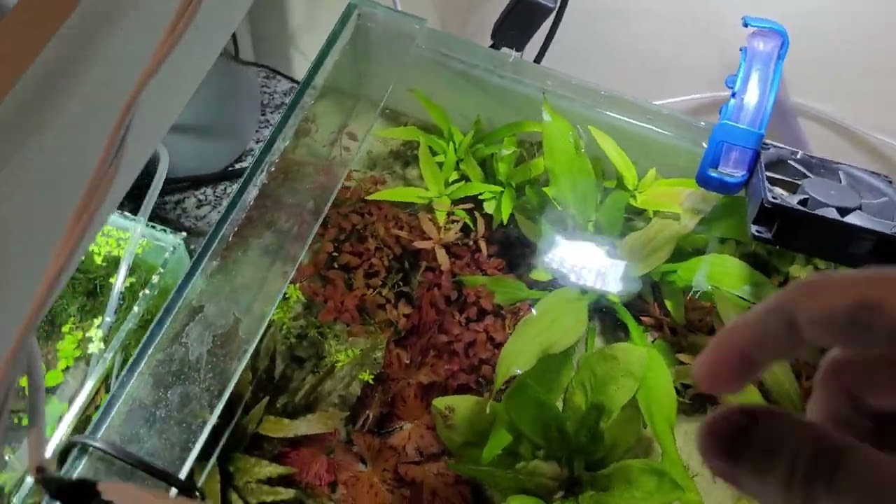 Meus aquários plantados #MRBETTA